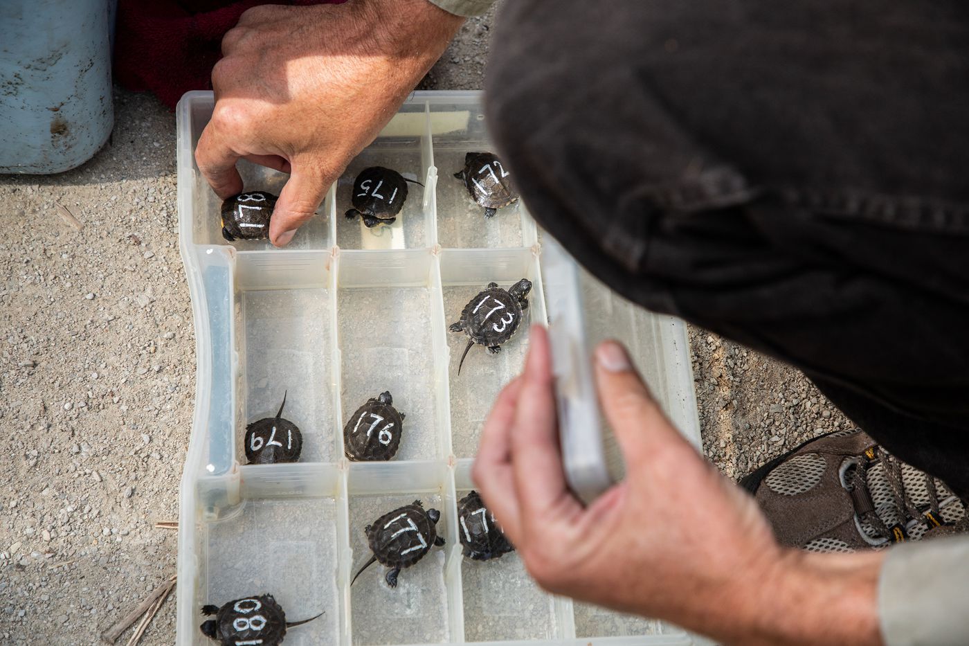 Daywatch: Partying leads to COVID-19 spike at University of
Illinois, Joe Biden plans Kenosha trip and captive-bred turtles are
released 1