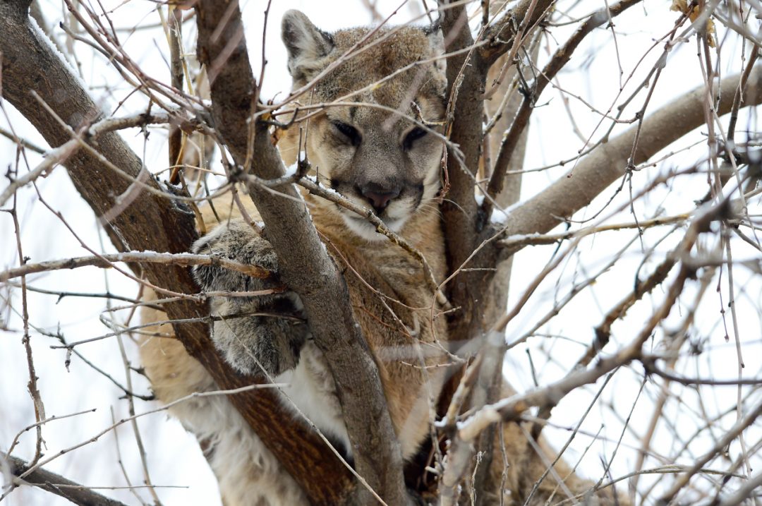 Mountain lion spotted in Jefferson County Open Space over
the weekend 1