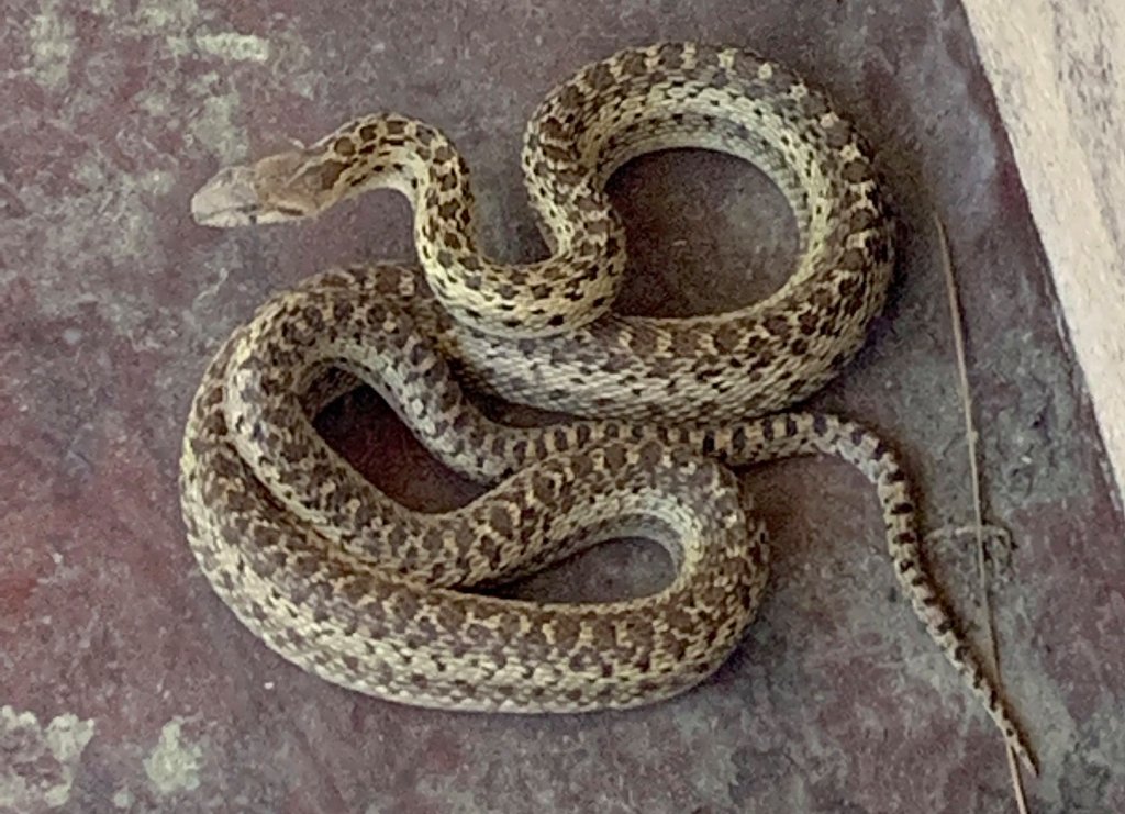 Bus passenger uses live snake as a face mask 1