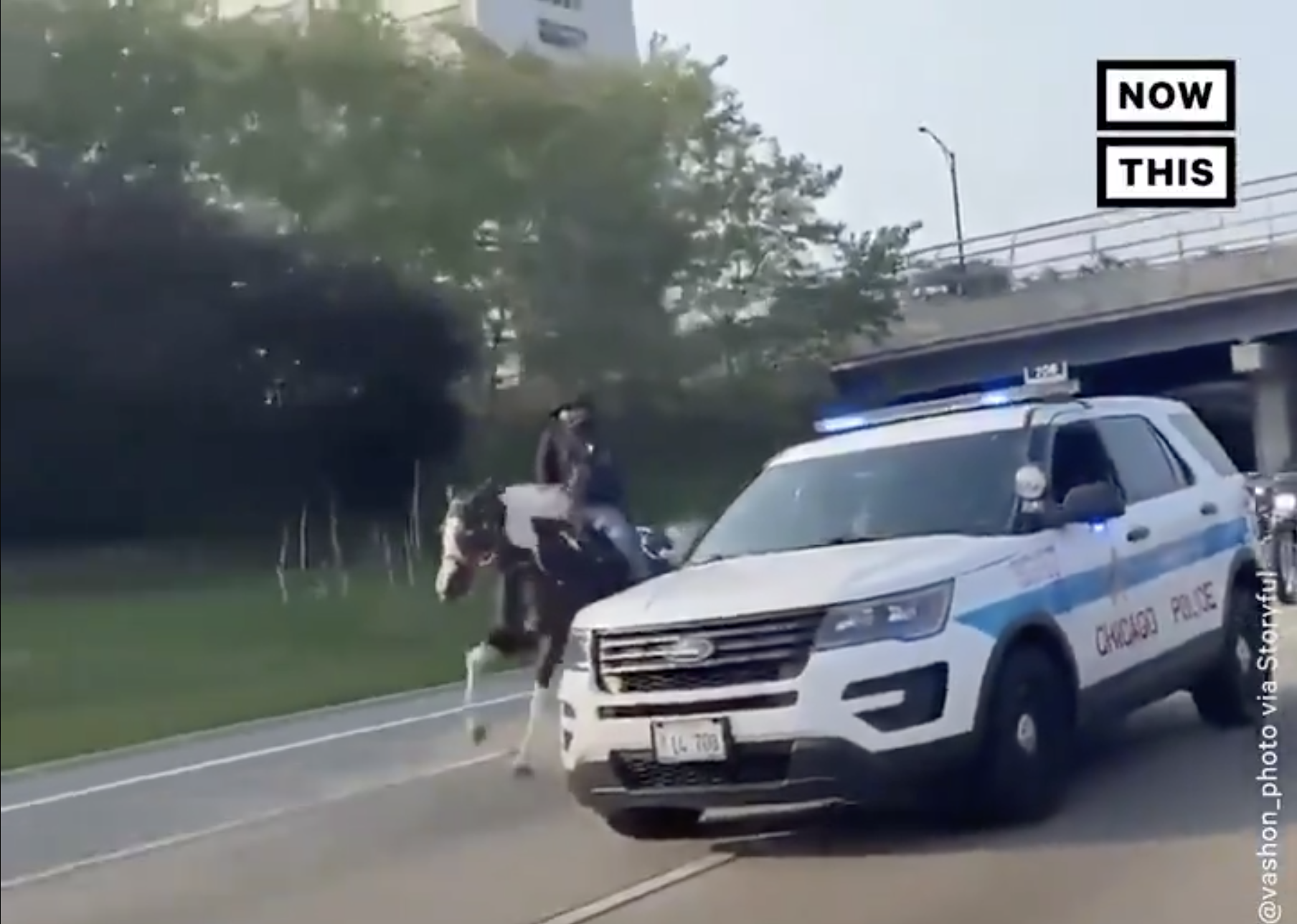NowThis Cheers On ‘Cowboy’ Protester Arrested For
Extensively Abusing Horse ‘Til It Dies’ 1