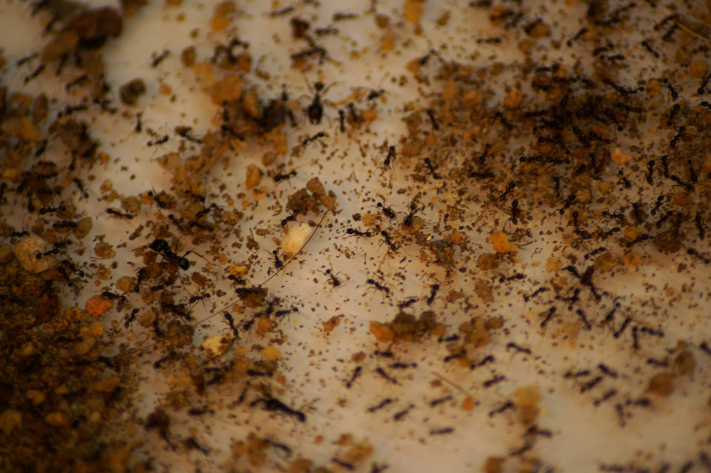 Singaporean entrepreneur sells ant farms amid pandemic
lockdown 1