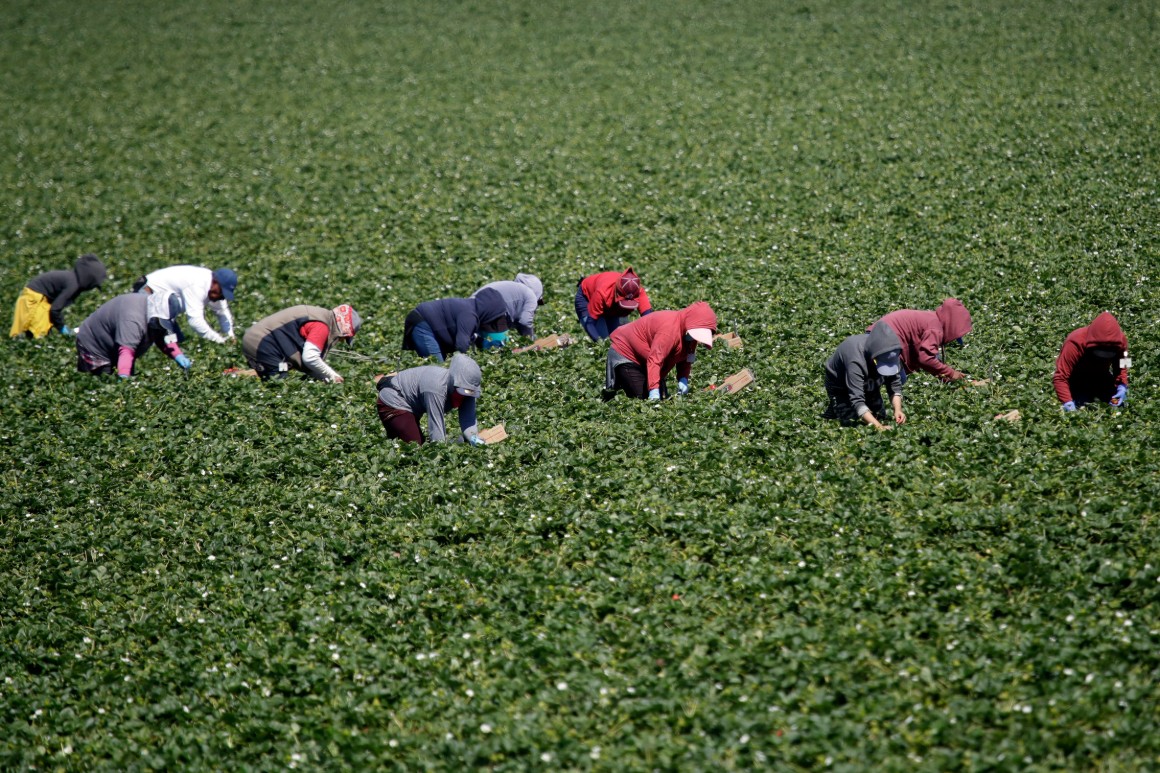 Harvest of shame: Farmworkers face coronavirus
disaster 1