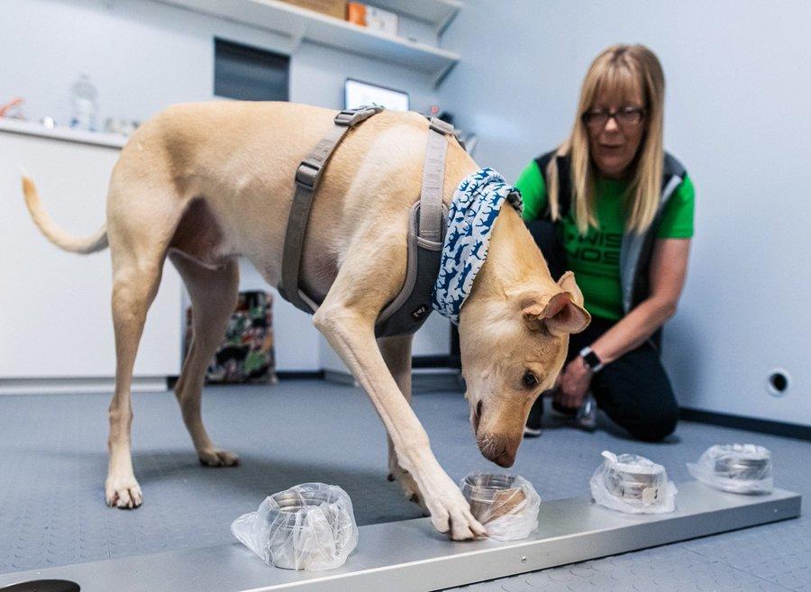 Coronavirus-Sniffing Dogs Used At Helsinki Airport To Detect
Infected Travelers 1