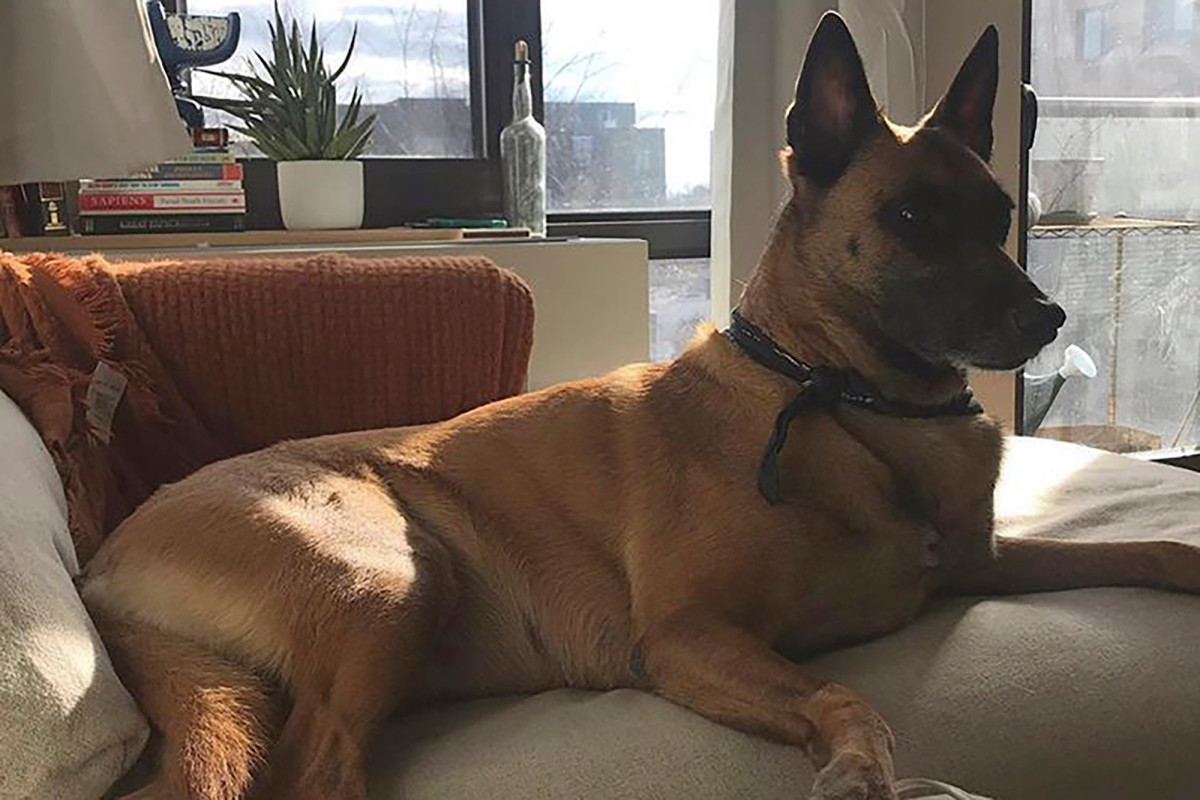 Owner of dog shot by off-duty Secret Service agent pushes to
unmask killer 1