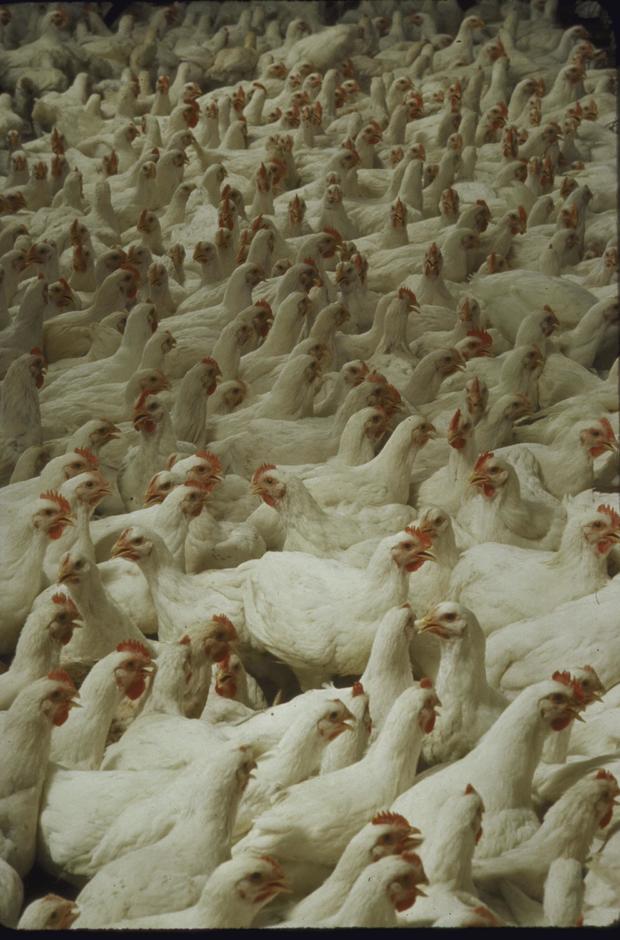 Tyson Foods to open medical clinics at several meat
plants 1