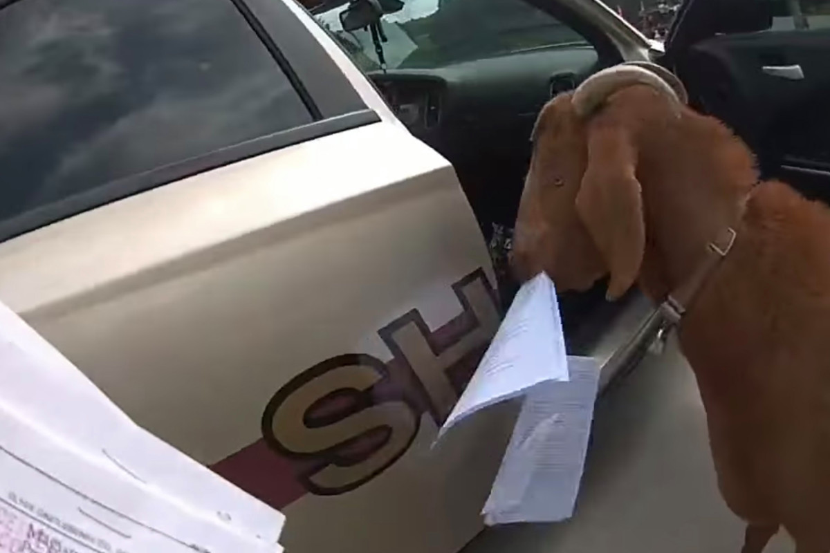 Goat invades cop car, trashes paperwork and head butts
officer 1
