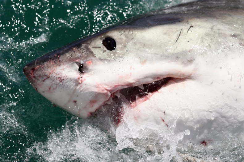 Killer Whales 'Ripped Open' Great White Sharks, Ate Liver,
Heart and Testes, Autopsy Reveals 1