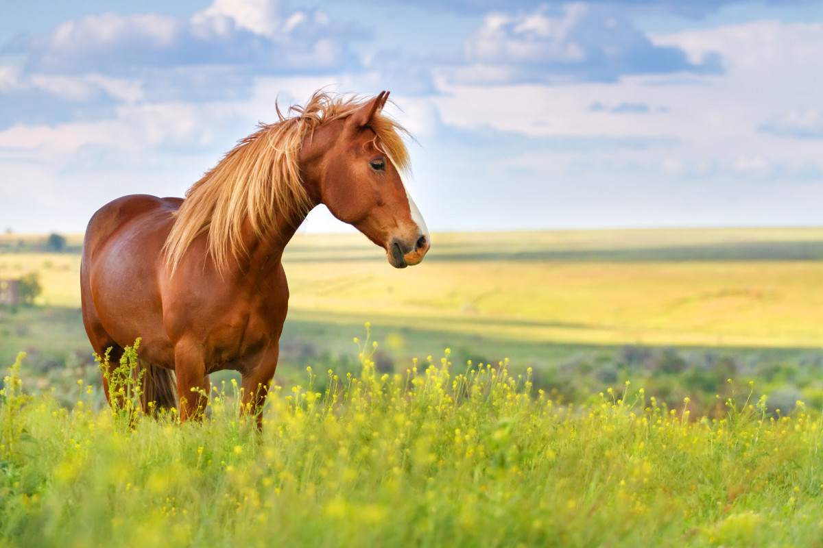 Costa Rica researchers to trial COVID-19 treatment from
horse antibodies 1