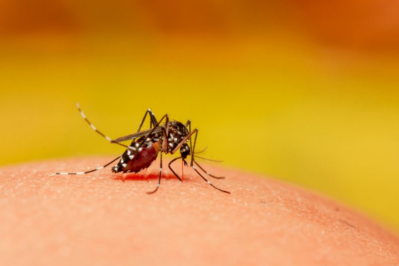 Scientists Say Dengue Unlikely to Protect Against
Coronavirus After Study Claims Link 1