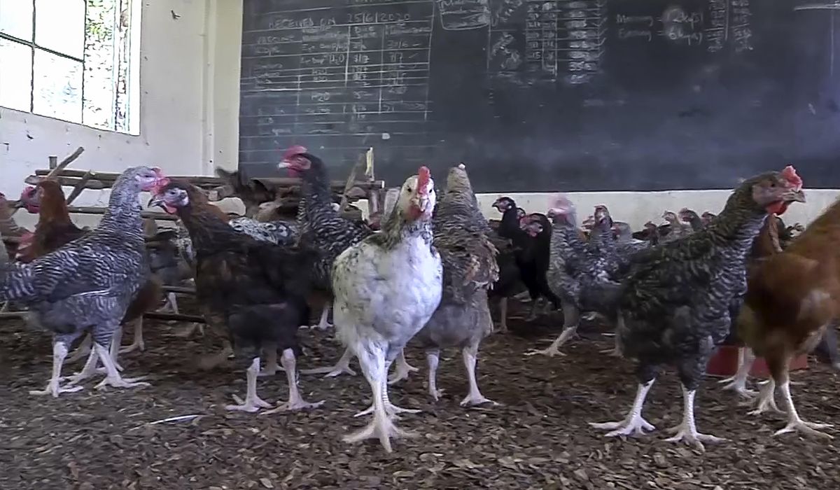 With Kenyan schools closed, one turns to raising
chickens 1