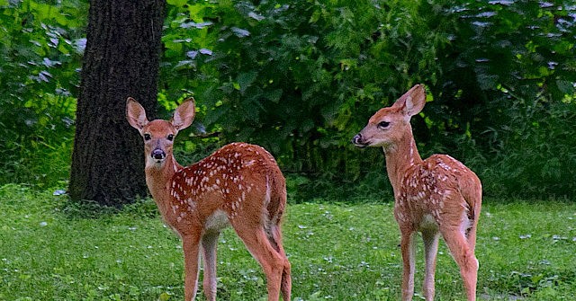 WATCH: Ohio Police Officers Rescue Two Young Deer from
Private Pool 1