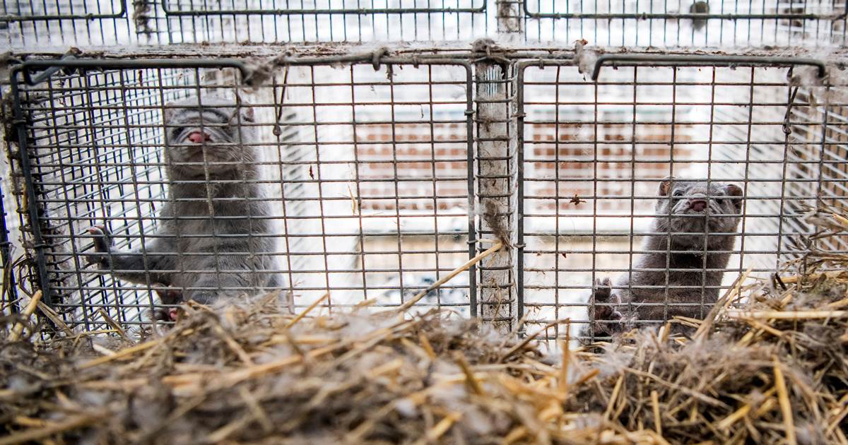 Thousands of minks die from Covid-19 in Utah farms 1