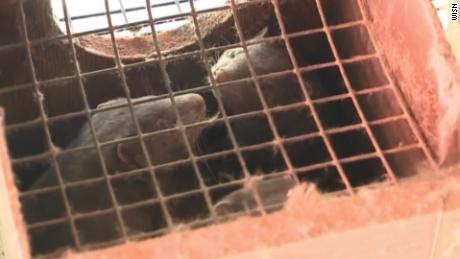 Oregon says mink farm has a Covid-19 outbreak 1