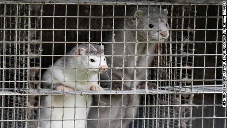 Denmark plans to cull up to 17 million mink to stop mutated
coronavirus 1