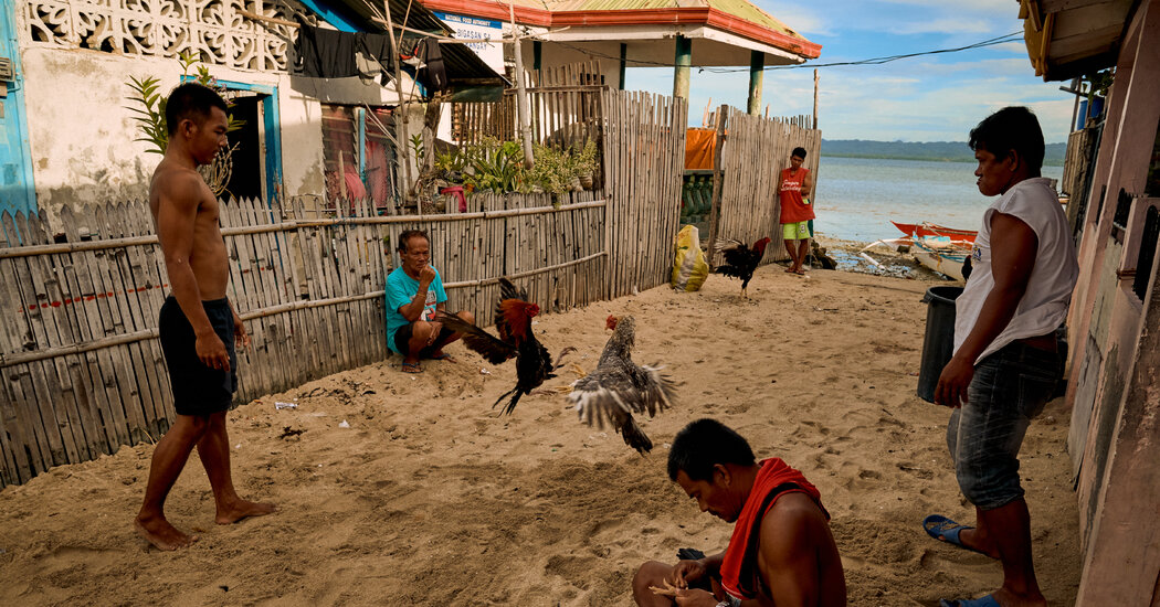 Rooster Kills Police Officer in Raid on Philippines
Cockfighting Den 1