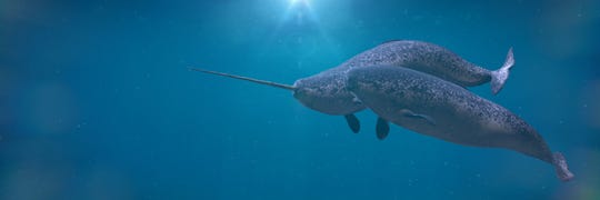 Could COVID-19 spread to wildlife in the Arctic? 1
