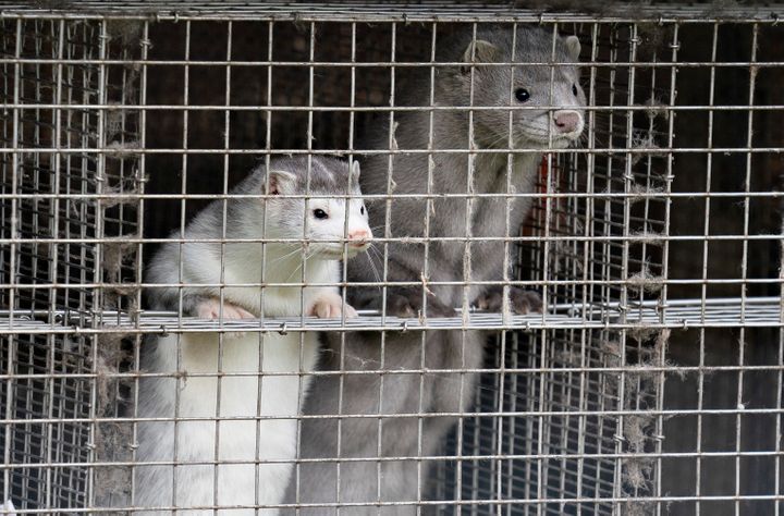 COVID-19 Outbreak Kills Nearly 10,000 Minks On Utah Fur
Farms 1