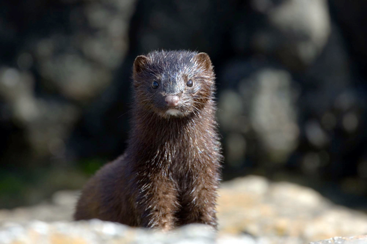 COVID-19 outbreak kills thousands of minks on Utah fur
farms 1