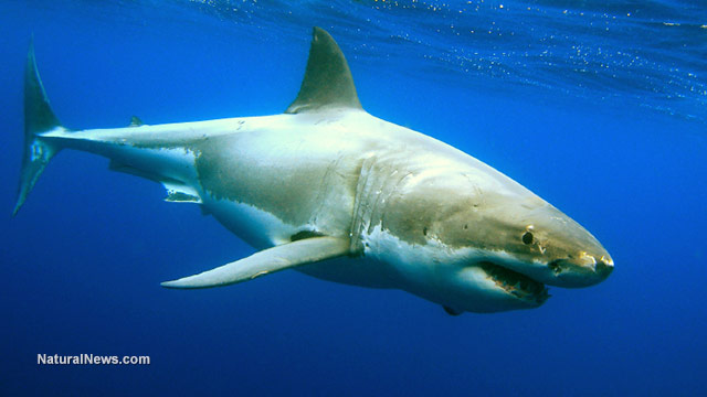 VACCINE SLAUGHTER: An estimated 500,000 sharks will have to
be killed and harvested to create a coronavirus vaccine 1