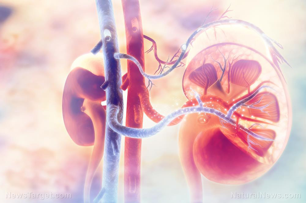 Coronavirus can cause acute kidney damage in over a third of
patients, says study 1