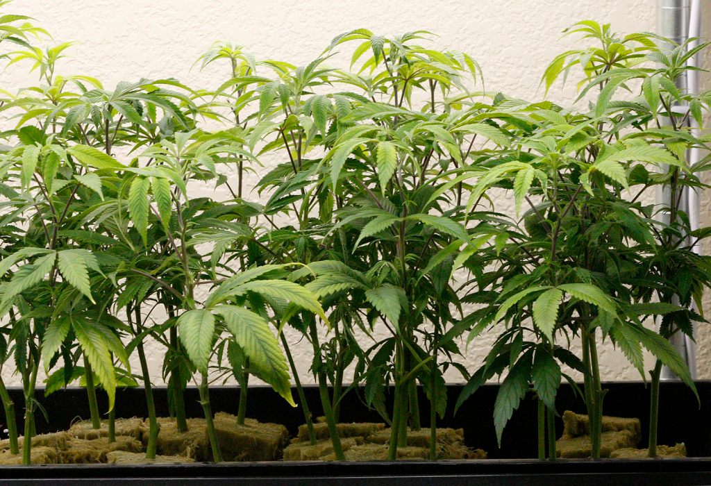 Long lines as Missouri medical marijuana dispensaries
open 1