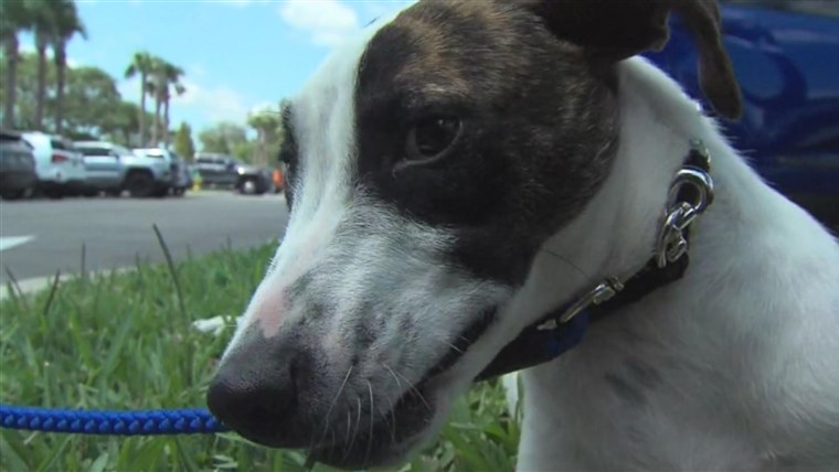 Covid-19 evictions can cost people their homes — and their
pets 1