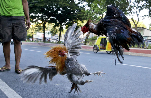 Police officer killed by rooster's blade during cockfight
raid 1
