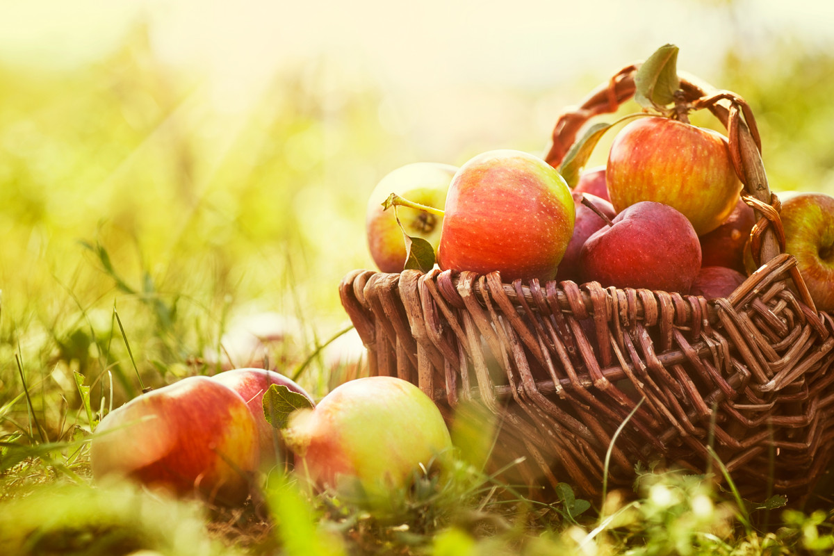 COVID-19 outbreak at Vermont apple orchard sickens dozens of
migrant workers 1