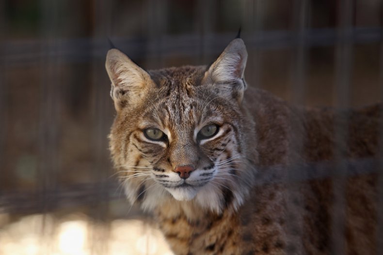 Bobcat Enters a Dollar General in Kentucky Without a Mask
and Is Promptly Kicked Out 1