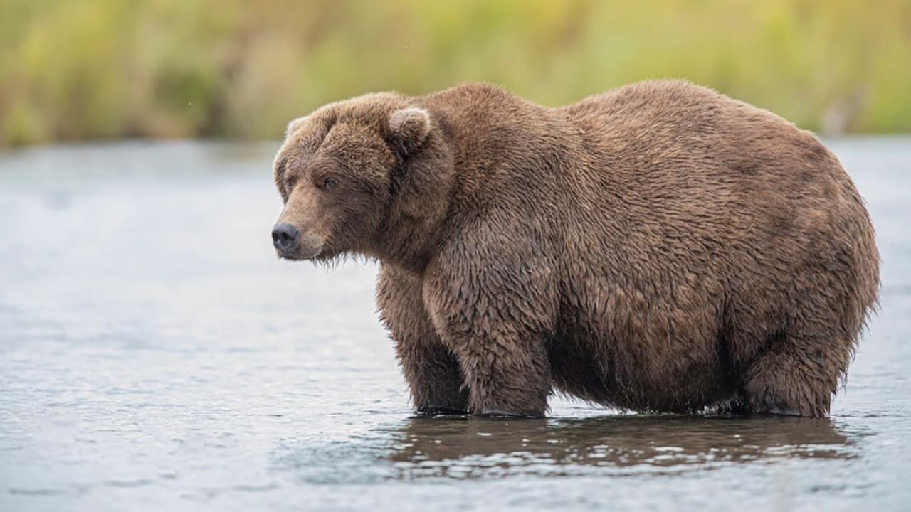 Voting is open for Katmai National Park’s iconic Fat Bear
Week 1