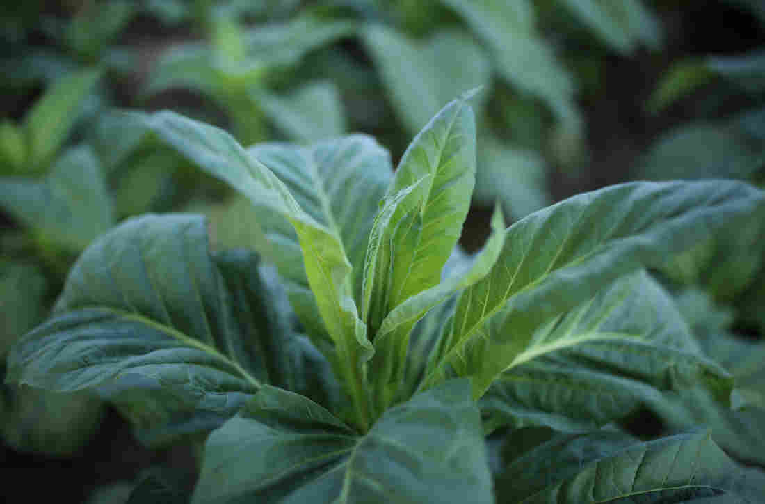 Tobacco Plants Contribute Key Ingredient For COVID-19
Vaccine 1