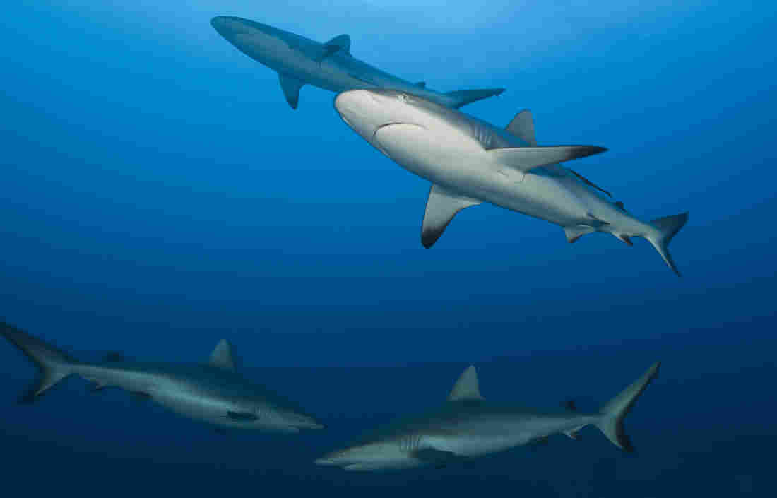 A Coronavirus Vaccine Could Kill Half A Million Sharks,
Conservationists Warn 1