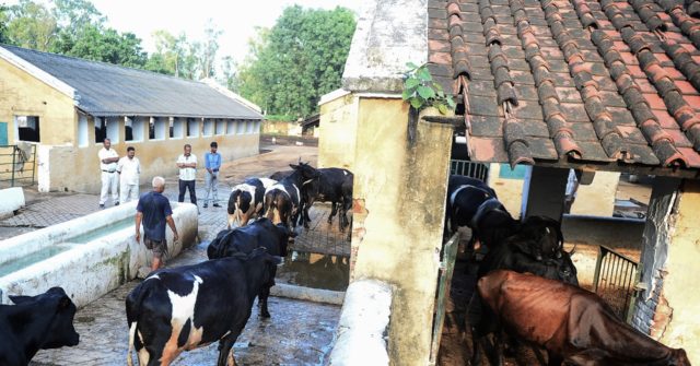 India Opens Its First Ever Transgender-Run Dairy
Farm 1