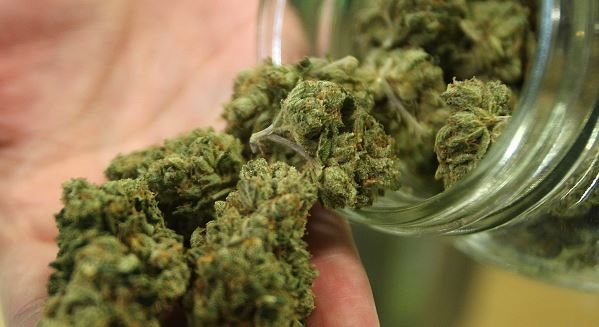 Mind-altering THC chemical in cannabis could help prevent
and treat deadly COVID-19 complications 1