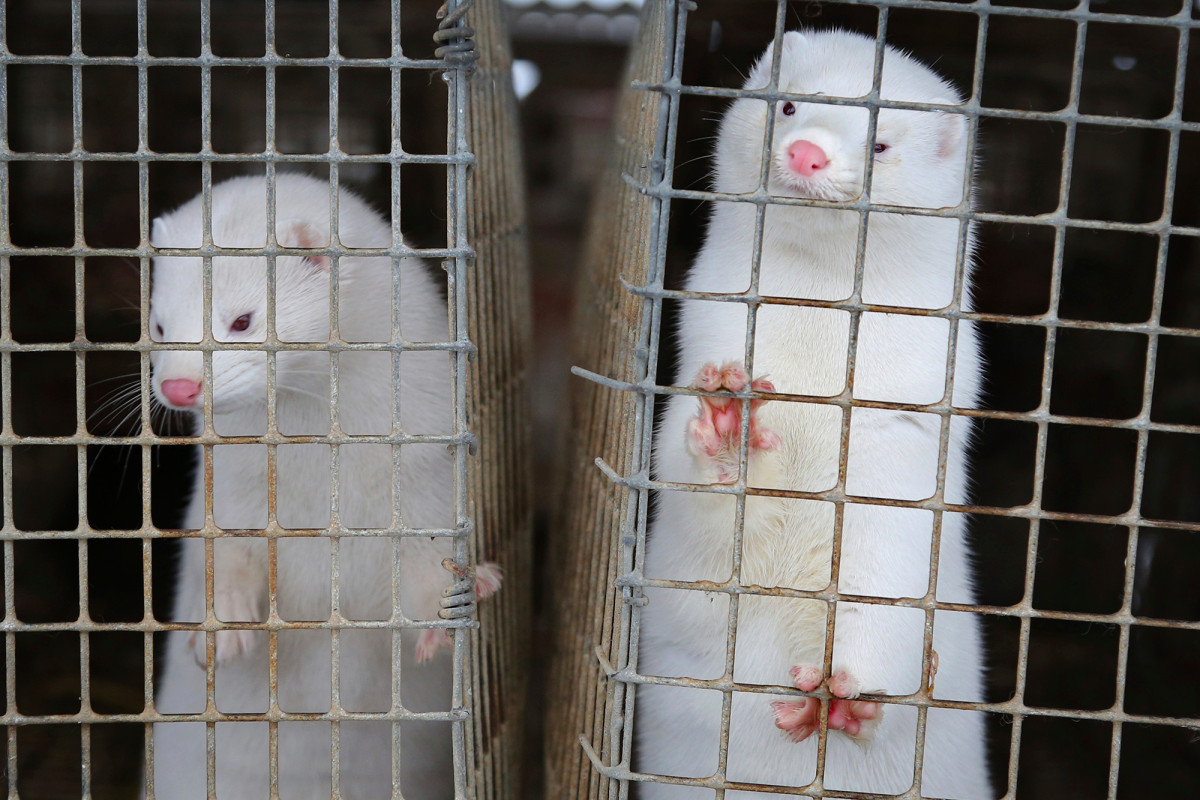 Danes start culling 2.5 million minks after COVID-19 hits
farms 1