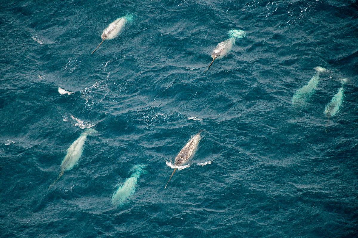 Whales, other wildlife species could get COVID-19:
‘Potential cascading impacts’ around world 1
