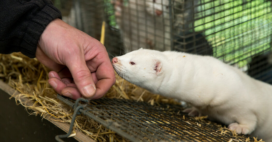 Mink and the Coronavirus: What We Know 1