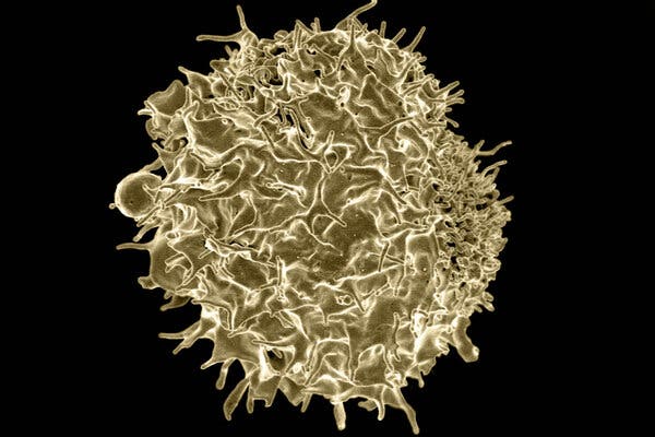 New Type of Test May Better Discern Immunity to the
Coronavirus 1