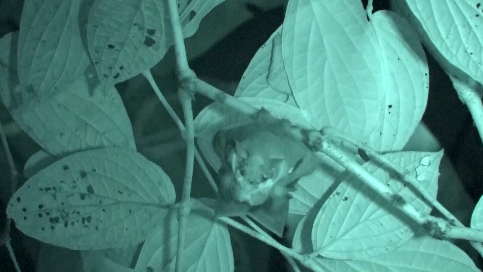 Ready to Mate? Take Off Your Mask, One Bat Says 1