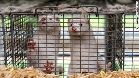 People started coronavirus back-and-forth on mink farms,
Dutch study shows 1