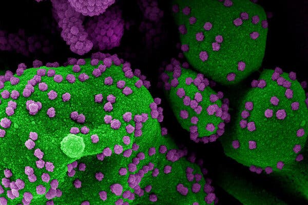 The Coronavirus Won't Stop Evolving When the Vaccine
Arrives 1