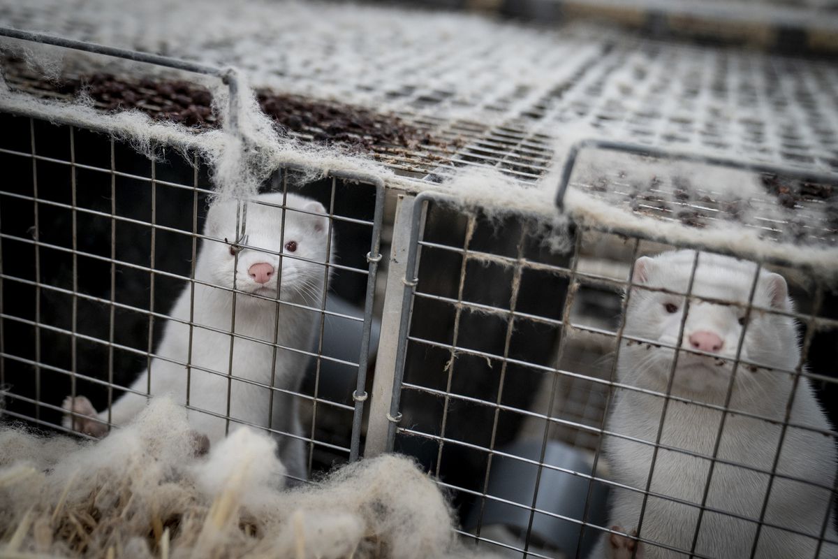 Coronavirus is striking American mink farms, but Illinois’
shrinking fur industry has so far escaped the virus 1
