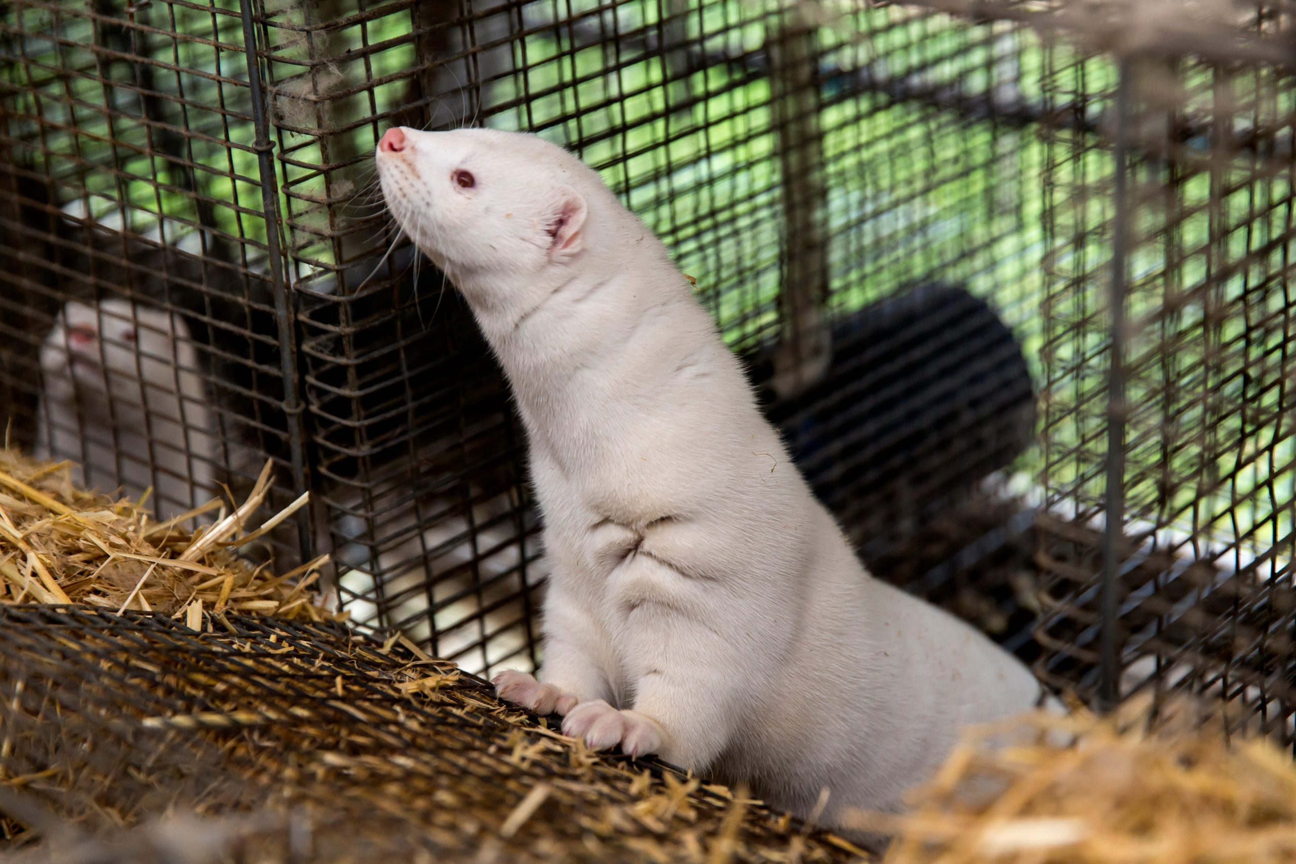 Oregon mink farm has COVID-19 outbreak after advocates
warned of danger in state 1