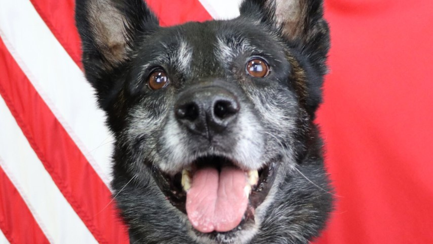 'Our hearts are broken': Tennessee police mourn random
shooting death of K-9 Officer Sjaak 1