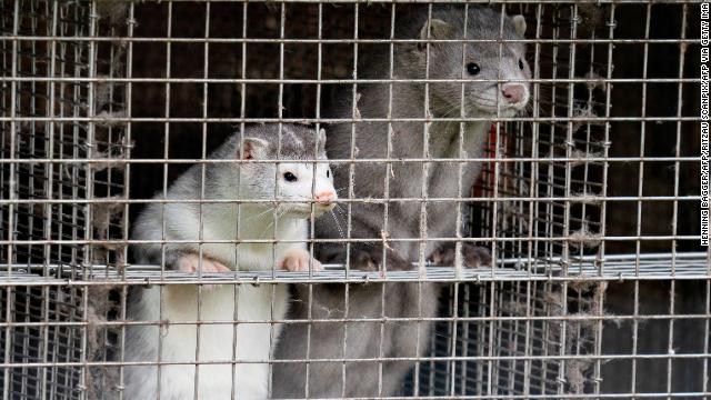 WHO calls reports about mink Covid-19 strain in Denmark
'concerning' 1