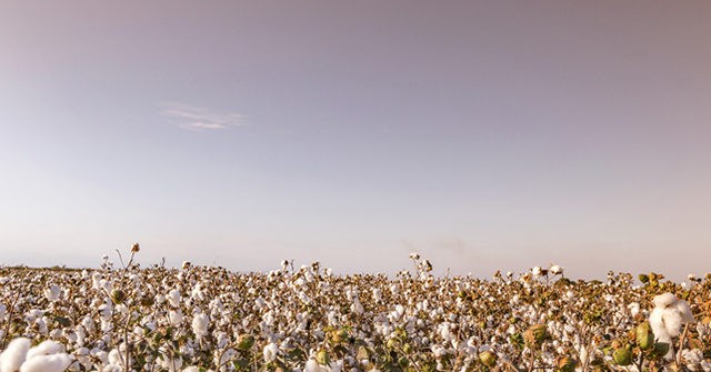 Community Organizes Harvest for Crop of Texas Farmer Who
Died from Coronavirus 1
