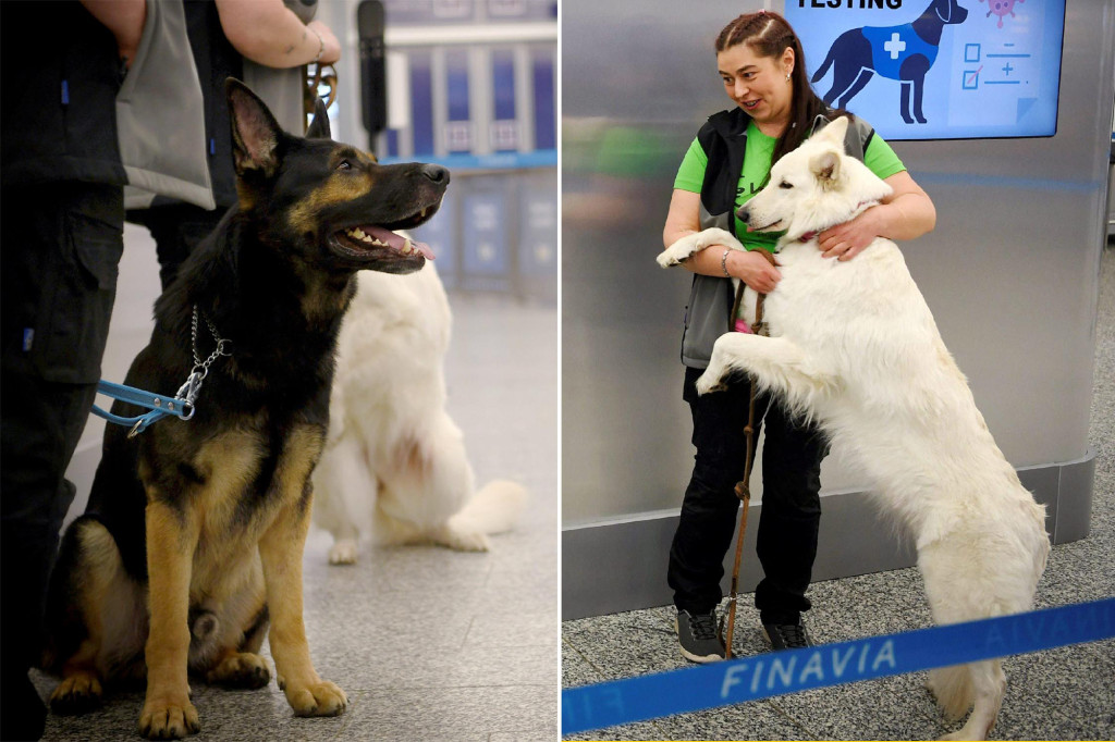 Dogs can detect COVID-19 quicker and more accurately than
nasal swabs, study finds 1