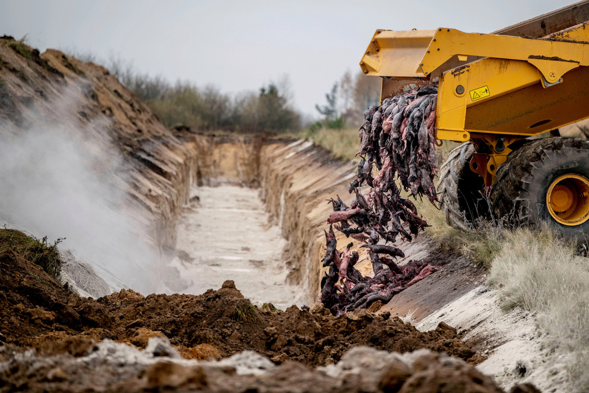 Lawmakers call to dig up slaughtered minks in Denmark amid
COVID-19 concerns 1
