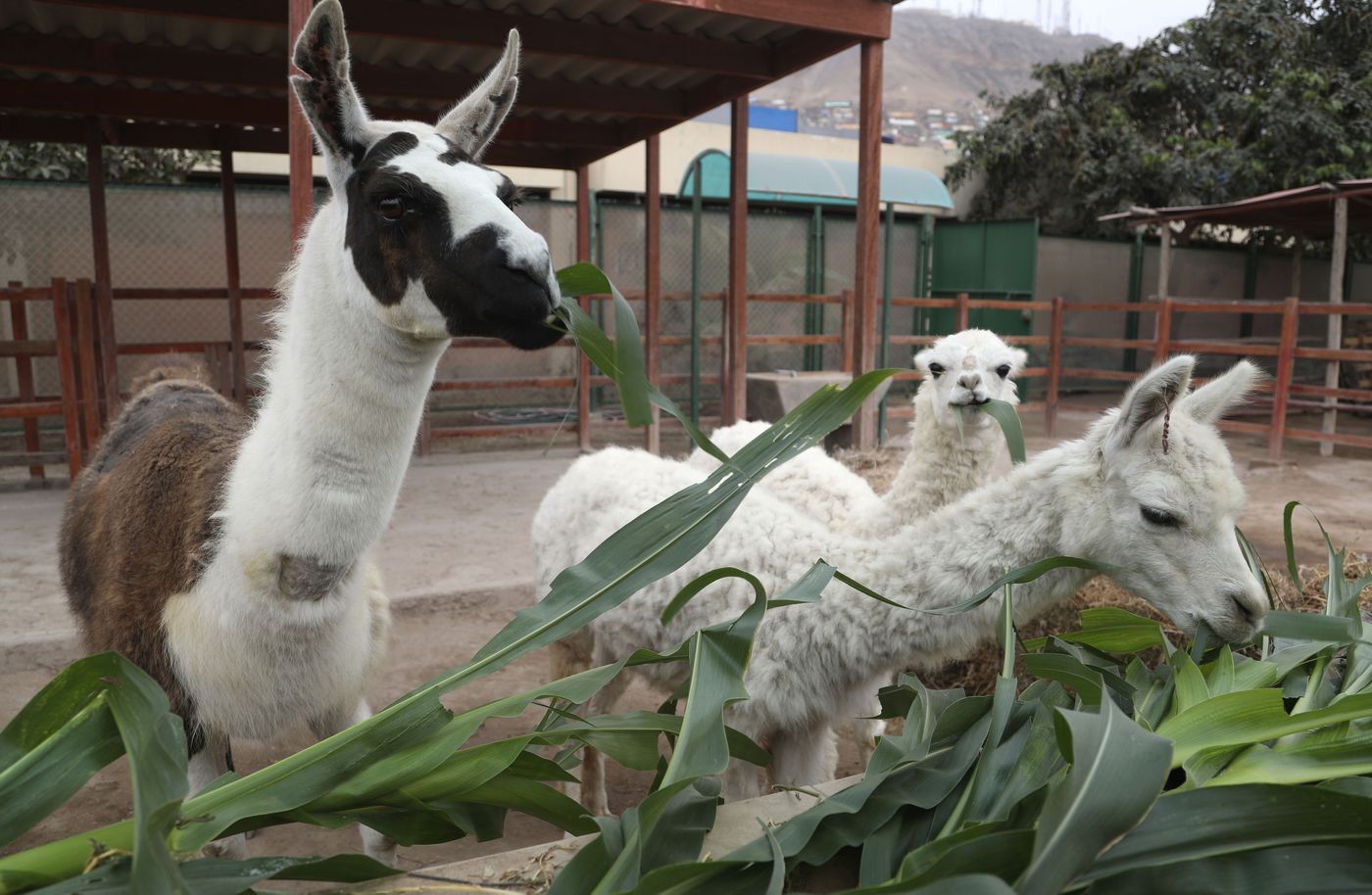Llama ‘nanobodies’ could yield potential coronavirus
treatment, new study says 1