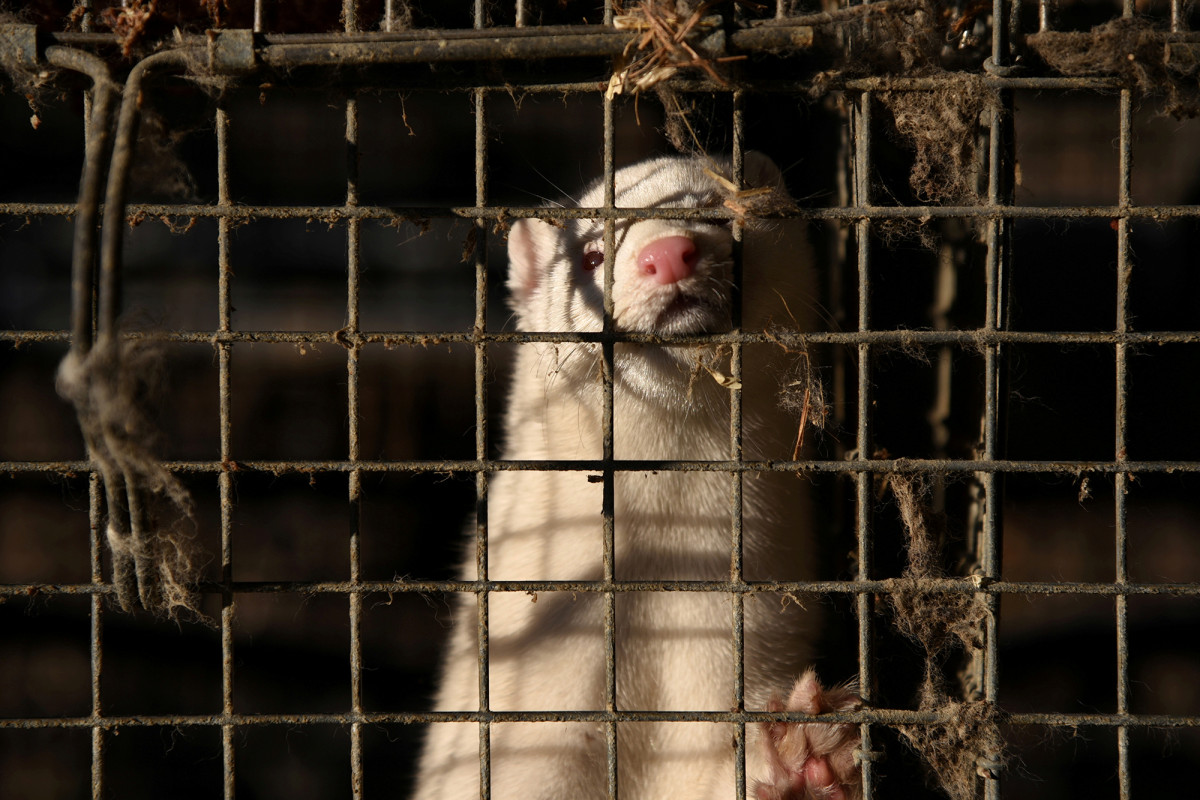 Oregon mink farm, staff infected in COVID-19
outbreak 1